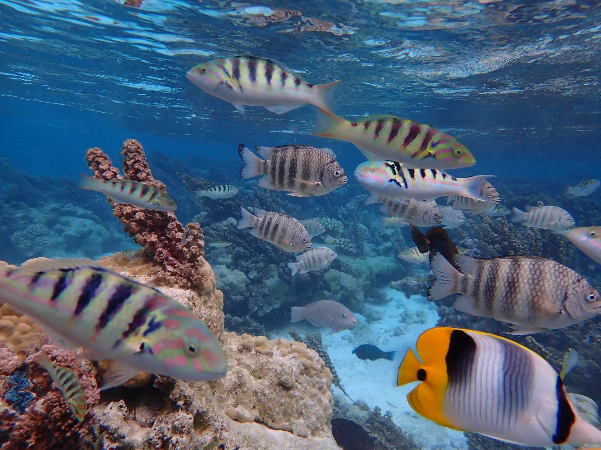 Coral reef and tropical fish in the Bora Bora lagoon coral garden, French Polynesia