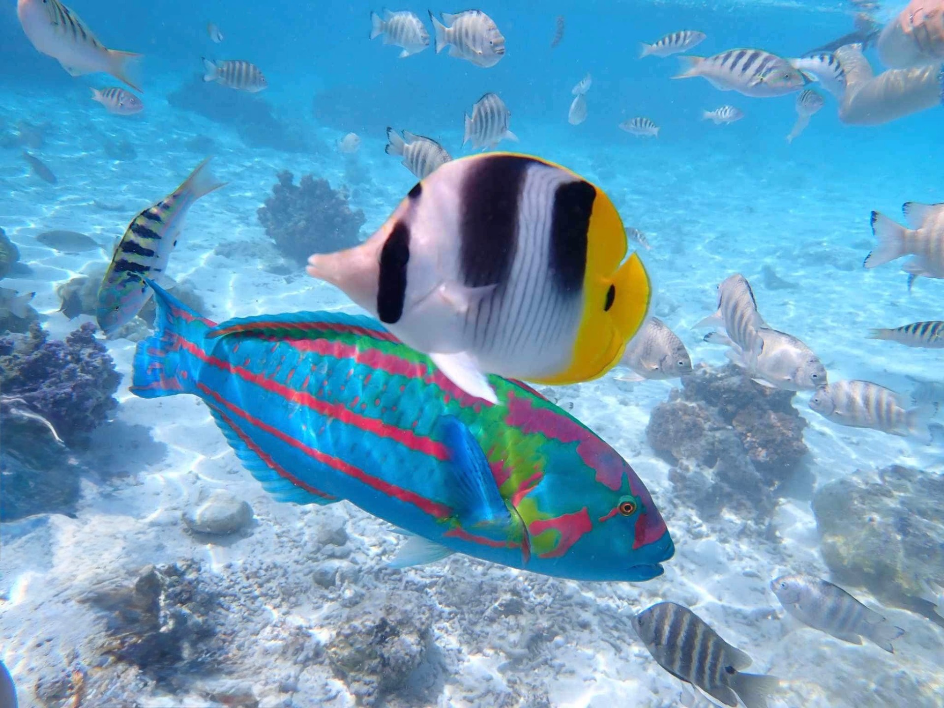 Tropical fish swimming through coral in the Bora Bora lagoon, French Polynesia