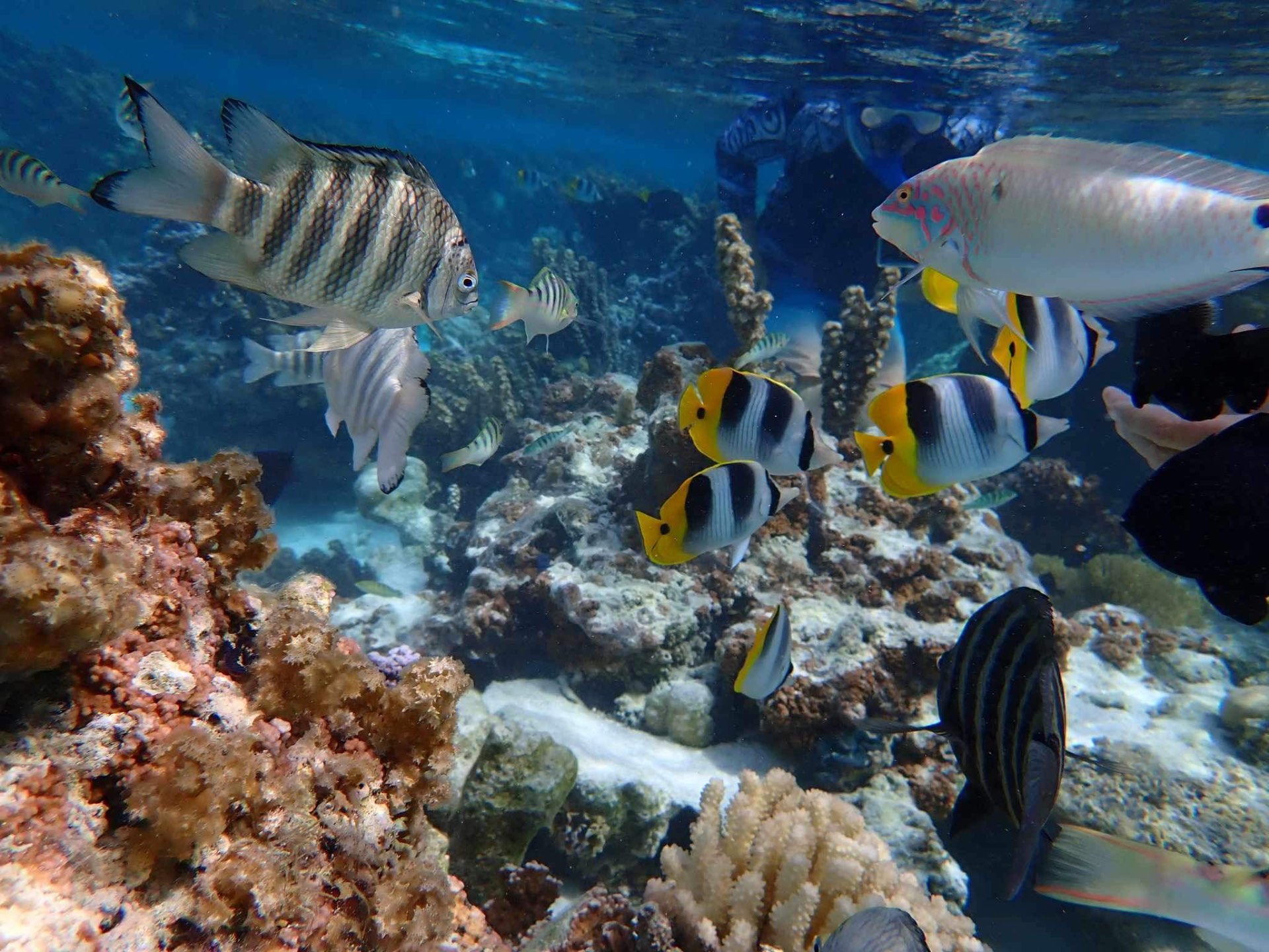 Coral reef and tropical fish at 6 meters depth in the Bora Bora lagoon, French Polynesia