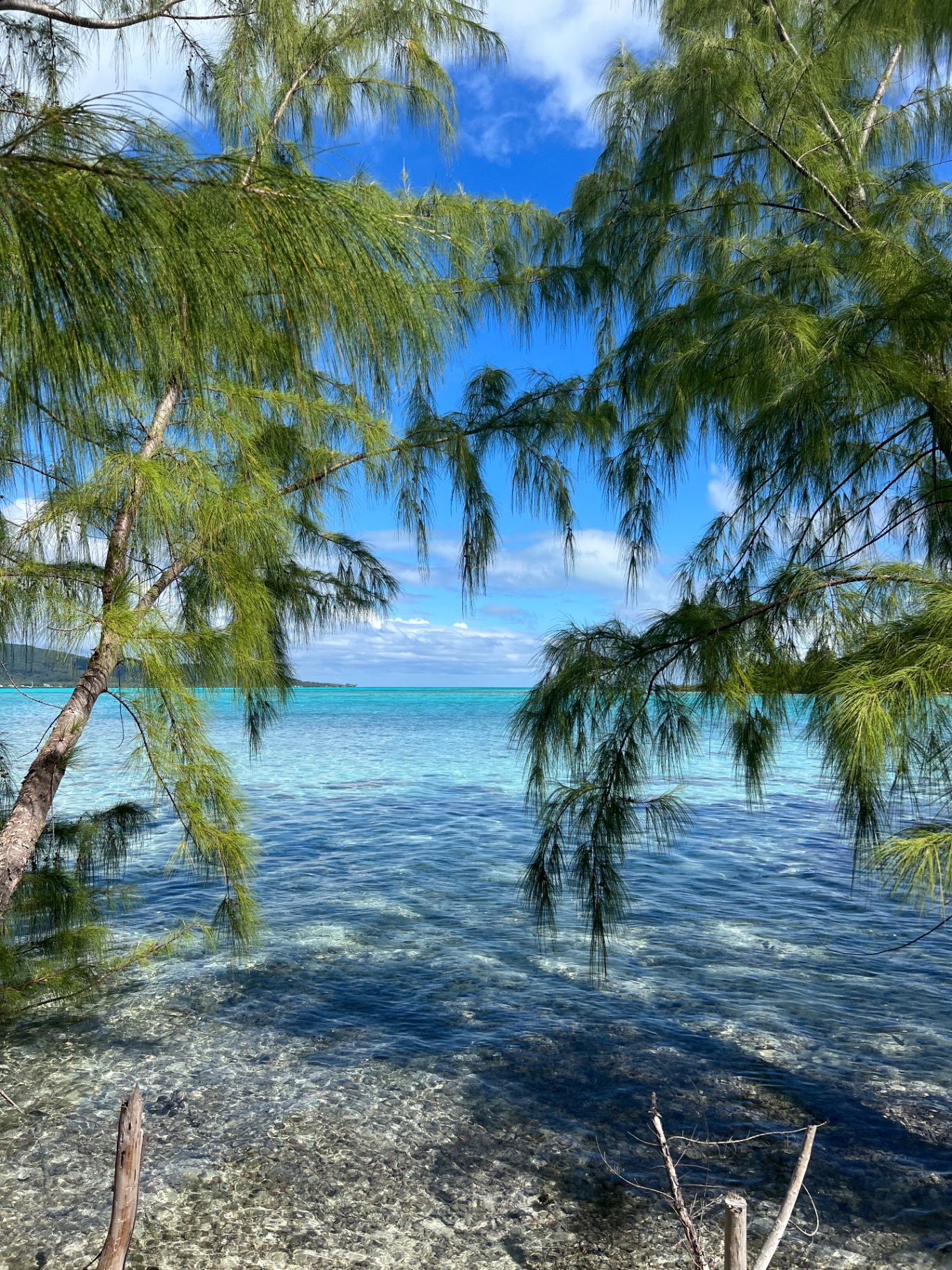 Turquoise lagoon framed by casuarina trees at a private motu in Tahaa, French Polynesia