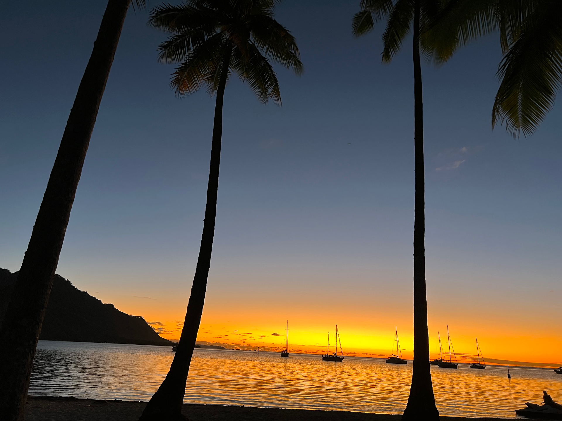 Sunset through palm silhouettes over anchored sailboats in the Society Islands, French Polynesia