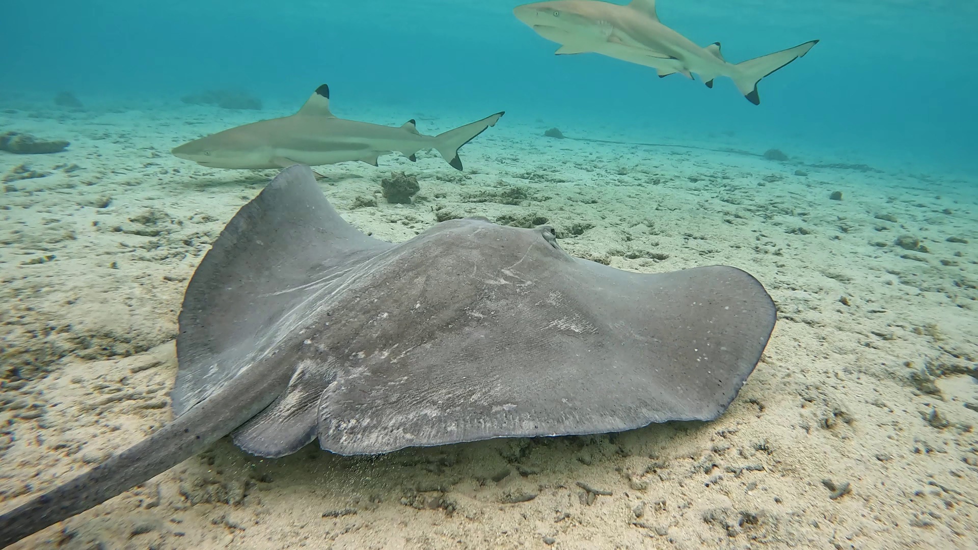 Stingray on the sandy lagoon floor with blacktip reef sharks circling above in Bora Bora, French Polynesia