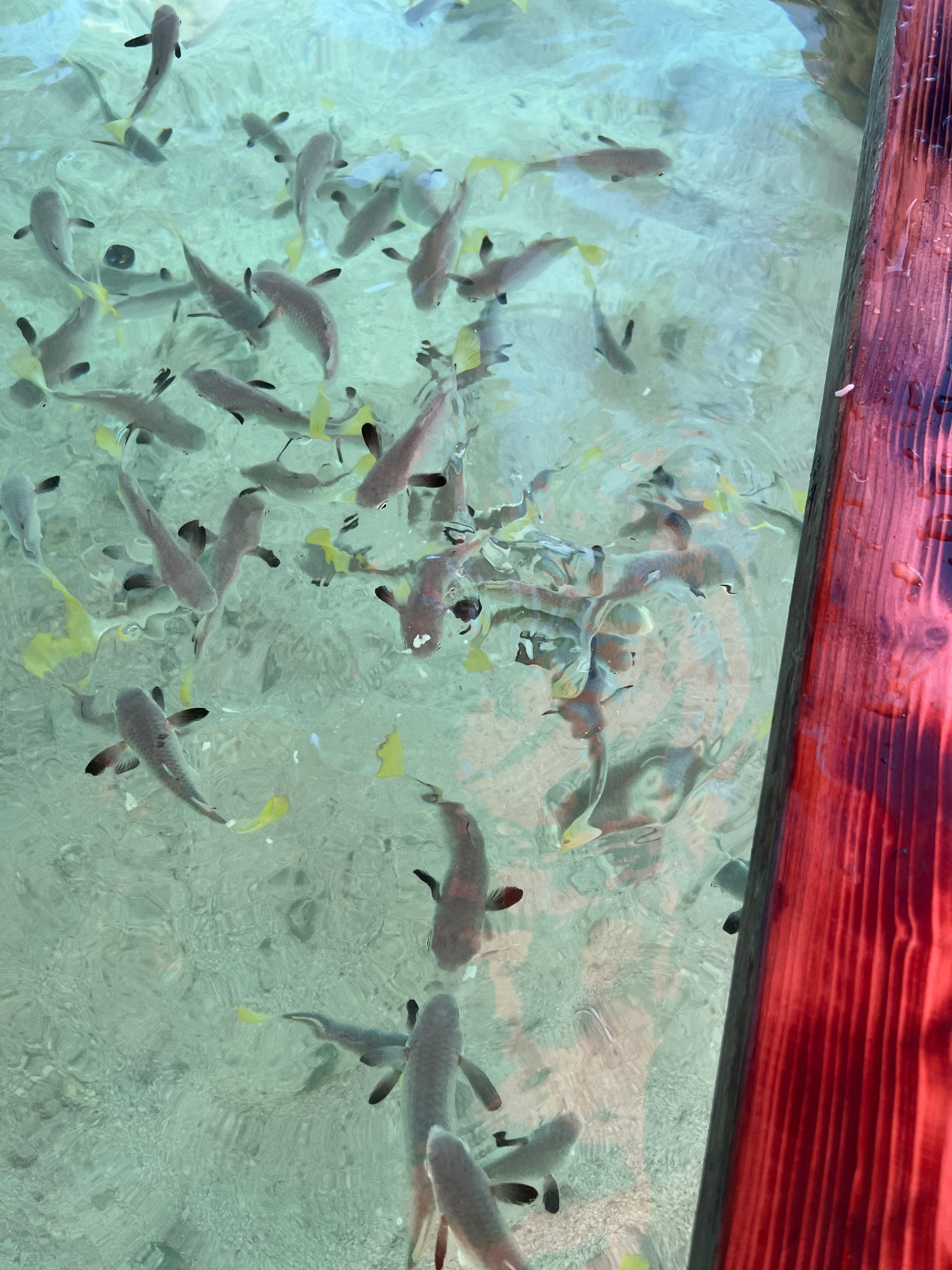 Tropical fish swimming in the shallows around guests at a private motu lunch, Tahaa, French Polynesia