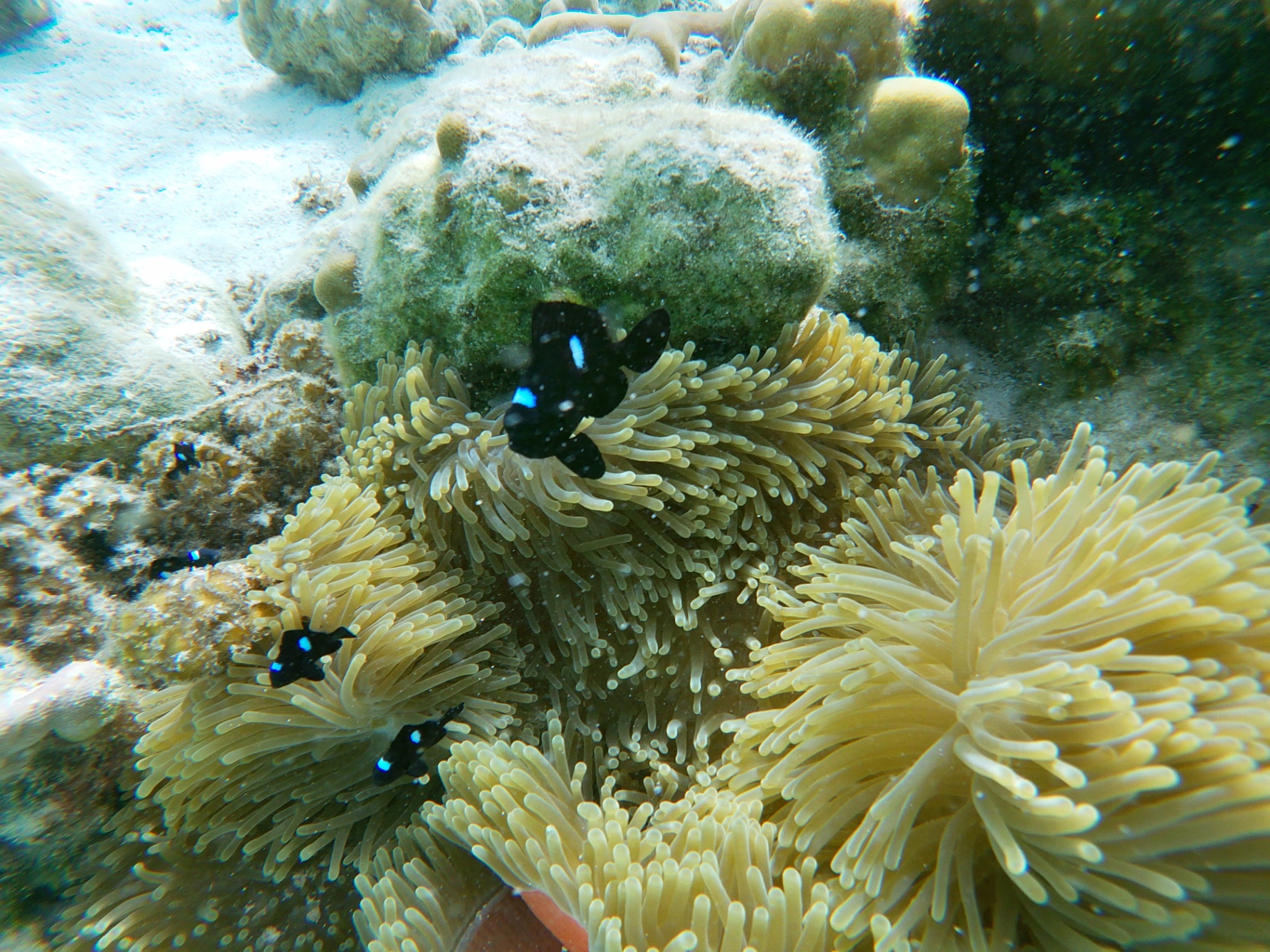 Sea anemone with damselfish in the Bora Bora coral garden, French Polynesia